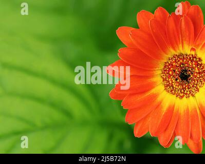 Orangegelbe Gerbera-Blume auf grünem Blattgrund, Nahaufnahme einer Blüte aus der Familie der Asteraceae mit Kopierraum Stockfoto