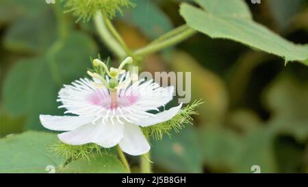 Blüten der Passiflora foetida auch bekannt als Mossy Passionflower, Running Pop, Wildwasser Zitrone etc. In BTM oder madiwala See Stockfoto