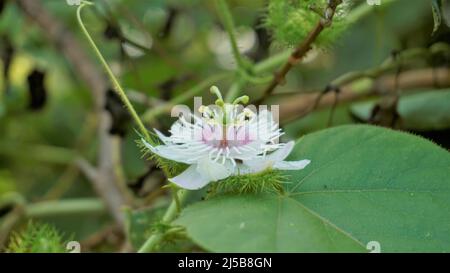 Blüten der Passiflora foetida auch bekannt als Mossy Passionflower, Running Pop, Wildwasser Zitrone etc. In BTM oder madiwala See Stockfoto