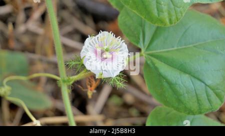 Blüten der Passiflora foetida auch bekannt als Mossy Passionflower, Running Pop, Wildwasser Zitrone etc. In BTM oder madiwala See Stockfoto