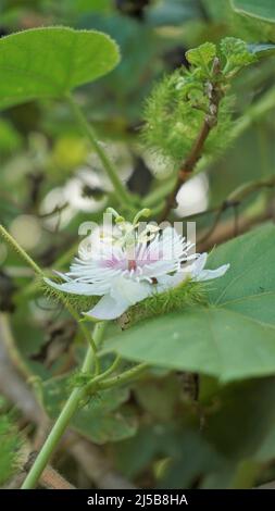 Blüten der Passiflora foetida auch bekannt als Mossy Passionflower, Running Pop, Wildwasser Zitrone etc. In BTM oder madiwala See Stockfoto