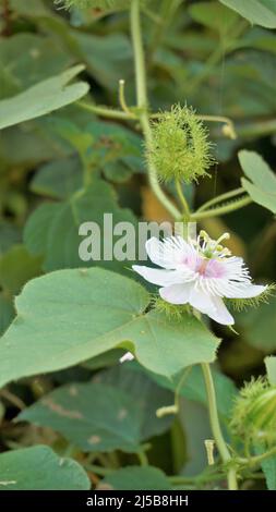 Blüten der Passiflora foetida auch bekannt als Mossy Passionflower, Running Pop, Wildwasser Zitrone etc. In BTM oder madiwala See Stockfoto