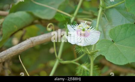 Blüten der Passiflora foetida auch bekannt als Mossy Passionflower, Running Pop, Wildwasser Zitrone etc. In BTM oder madiwala See Stockfoto