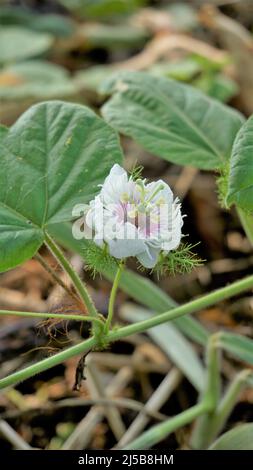 Blüten der Passiflora foetida auch bekannt als Mossy Passionflower, Running Pop, Wildwasser Zitrone etc. In BTM oder madiwala See Stockfoto