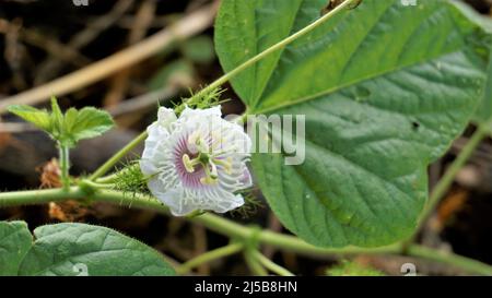 Blüten der Passiflora foetida auch bekannt als Mossy Passionflower, Running Pop, Wildwasser Zitrone etc. In BTM oder madiwala See Stockfoto