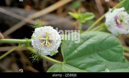 Blüten der Passiflora foetida auch bekannt als Mossy Passionflower, Running Pop, Wildwasser Zitrone etc. In BTM oder madiwala See Stockfoto