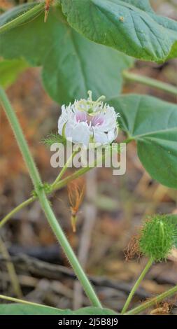 Blüten der Passiflora foetida auch bekannt als Mossy Passionflower, Running Pop, Wildwasser Zitrone etc. In BTM oder madiwala See Stockfoto