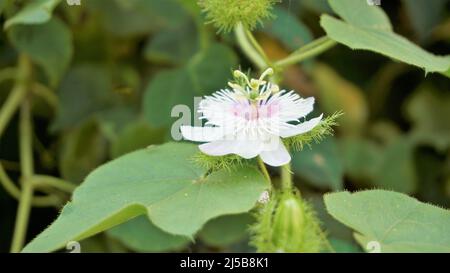 Blüten der Passiflora foetida auch bekannt als Mossy Passionflower, Running Pop, Wildwasser Zitrone etc. In BTM oder madiwala See Stockfoto