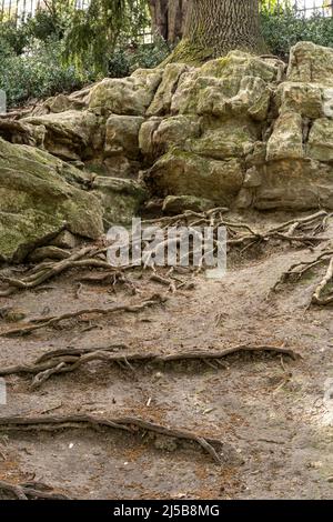 Park des Buttes Chaumont. Nahaufnahme von Felsen und Baumwurzeln Stockfoto