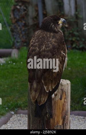 Der goldene Adler sitzt auf einem Baumstamm von der Seite aus gesehen Stockfoto