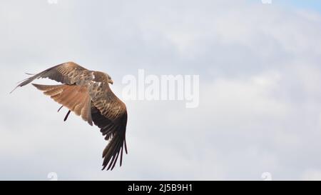 Der rote Drachen Milvus milvus im Flug gegen den grauen Himmel Stockfoto