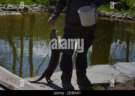 Eurasische Otter sitzt auf einem Felsen in der Sonne in Tripsdrill, Süddeutschland Stockfoto