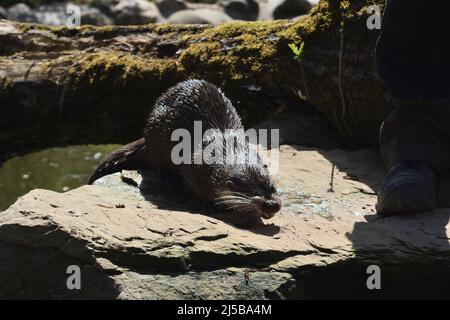 Eurasische Otter sitzt auf einem Felsen in der Sonne in Tripsdrill, Süddeutschland Stockfoto