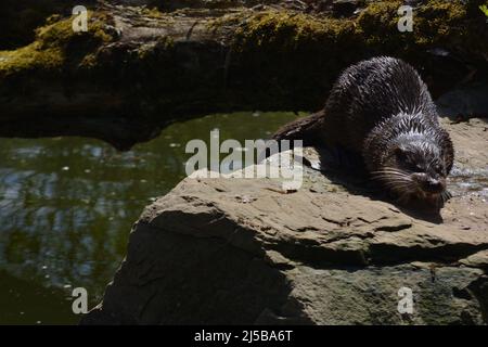 Eurasische Otter sitzt auf einem Felsen in der Sonne in Tripsdrill, Süddeutschland Stockfoto