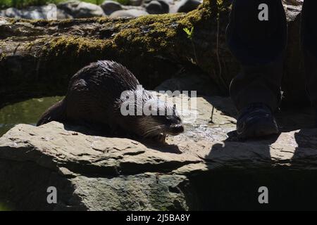 Eurasische Otter sitzt auf einem Felsen in der Sonne in Tripsdrill, Süddeutschland Stockfoto