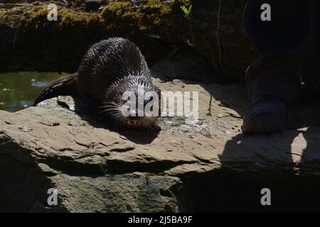 Eurasische Otter sitzt auf einem Felsen in der Sonne in Tripsdrill, Süddeutschland Stockfoto