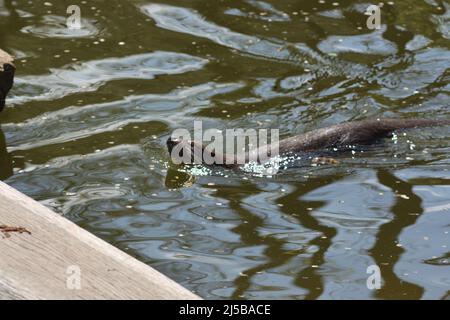 Seeotter, der vor der Kamera in der Sonne schwimmt Stockfoto