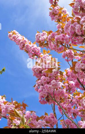 Blühende Äste mit rosa Blüten am Baum im Frühling Stockfoto