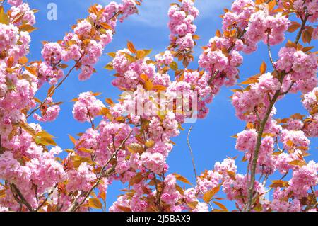 Blühende Äste mit rosa Blüten am Baum im Frühling Stockfoto