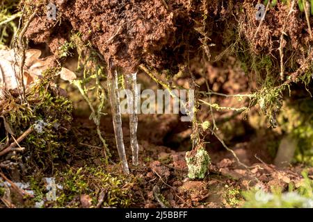 Zwei Eiszapfen hängen im Wald auf dem Boden zwischen Moos an einem Riss im Boden Stockfoto
