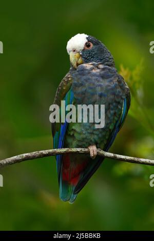 Grüner und grauer Papagei, Weißkronenpapagei, Weißkronenpapagei, Pionus senilis, in Costa Rica. Lave auf dem Baum. Papageien umwerben in der Natur. Pa Stockfoto