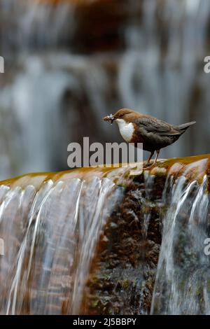 White-Throated Dipper, Cinclus cinclus, Wassertaucher, brauner Vogel mit weißem Hals im Fluss, Wasserfall im Hintergrund, Tier in der Natur Tier, mit Stockfoto