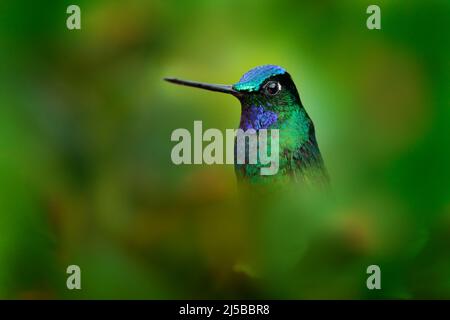 Sehr detailreiches Porträt des Kolibris-Weißschwanzstarfrontlet, Coeligena pherata, mit dunkelgrünem Hintergrund, Kolumbien. Tier im Tropenwald. S Stockfoto