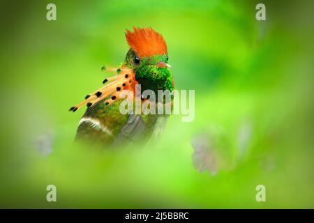 Schöner Vogel. Getuftete Coquette, farbenfrohe Kolibri mit orangefarbenem Wappen und Kragen im grünen und violetten Blütenhabitat Vogel im Naturhabitat, Stockfoto