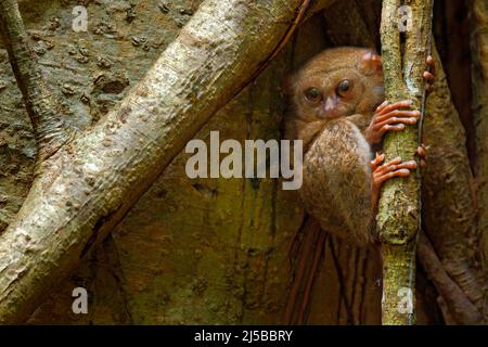 Spectral Tarsier, Tarsius-Spektrum, verborgenes Porträt seltener Nachtschattiere, im großen Ficusbaum, Tangkoko-Nationalpark, Sulawesi, Indonesien. Be Stockfoto