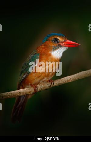 Seltene exotische Eisvögel aus Sulawesi, Indonesien. Der blauköpfige Eisvögel, Actenoides monachus, sitzt auf einem Ast im grünen Tropenwald. Wunderschön Stockfoto