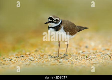 Little-beringed Plover, Charadrius dubius, in der Natur Lebensraum. Wasservögel am Sandstrand. Vogel in den kleinen Steinen. Plover von der französischen Küste. Stockfoto