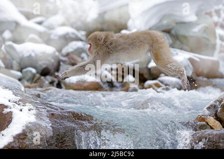 Tier springen über den Bach. Affe japanischer Makak, Macaca fuscata, springen über Winterfluss, Schneestein im Hintergrund, Hokkaido, Japan. Wildlif Stockfoto