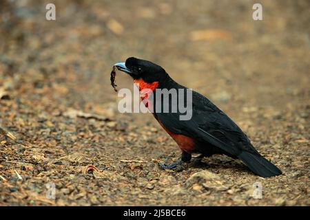 Rotschnauzler Fruitcrow, Pyroderus scutatus, exotischer seltener tropischer Vogel im Naturlebensraum, dunkelgrüner Wald, Otun, Kolumbien. Fruitcrow auf dem Kies ro Stockfoto