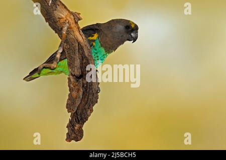 Brauner Papagei, Poicephamus meyeri, grüner und grauer exotischer Vogel, der auf dem Baum sitzt, Botswana, Afrika. Wildlife-Szene von der Safari. Papagei im Natu Stockfoto