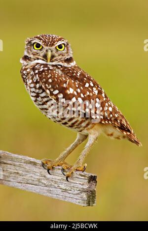 Die grabende Eule, Athene cunicularia, sitzt in einem Holzkreuz in Cape Coral, Florida, USA. Schöne Eule mit schönen gelben Augen. Wildlife-Szene mit Vogel Stockfoto