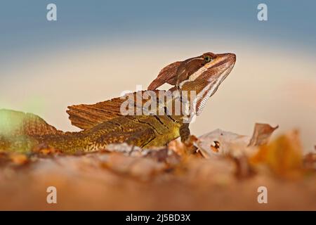 Brauner Basilisk, Basiliscus vittatus, im Naturlebensraum. Schönes Porträt einer seltenen Eidechse aus Costa Rica. Basilisk im grünen Wald in der Nähe der r Stockfoto