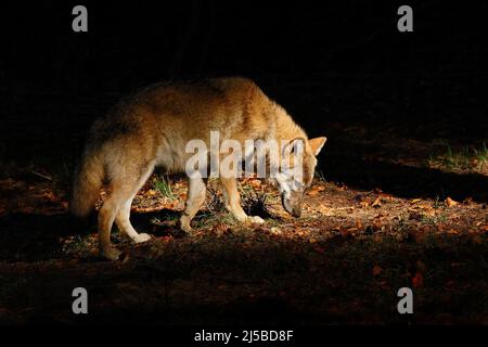 Grauer Wolf, Canis lupus, im dunklen Wald. Wolf versteckt im Wald. Wildlife-Szene aus der Natur. Schönes Licht mit Tier. Wolf aus Russland. Stockfoto