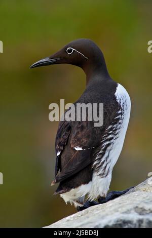 Gemeiner Guillemot, Uria Aalge, arktischer schwarz-weißer niedlicher Vogel auf dem Felsen, Naturlebensraum, Island. Auks auf dem Felsen. Seevogel aus Norwegen. C Stockfoto