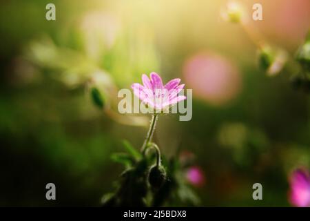 Die blühende Pflanze Geranium molle mit dunkelrosa Blüten aus nächster Nähe wächst an einem sonnigen Frühlingstag auf der Wiese. Stockfoto