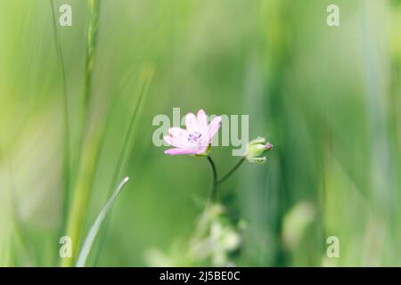 Die blühende Pflanze Geranium molle mit dunkelrosa Blüten aus nächster Nähe wächst an einem sonnigen Frühlingstag auf der Wiese. Stockfoto