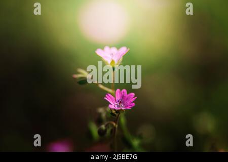 Die blühende Pflanze Geranium molle mit dunkelrosa Blüten aus nächster Nähe wächst an einem sonnigen Frühlingstag auf der Wiese. Stockfoto