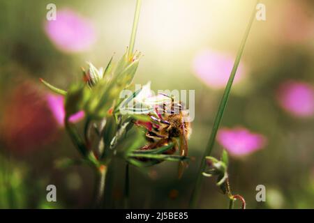 Fliegende Honigbiene sammelt Pollen bei rosa Blüten. Biene fliegt über die rosa Blume in unscharfem Hintergrund. Stockfoto