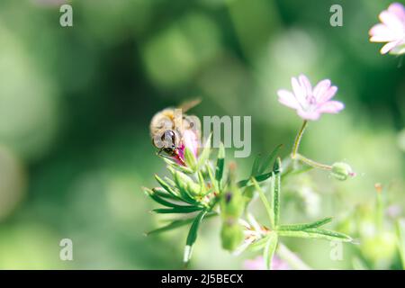 Fliegende Honigbiene sammelt Pollen bei rosa Blüten. Biene fliegt über die rosa Blume in unscharfem Hintergrund. Stockfoto