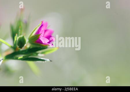 Die blühende Pflanze Geranium molle mit dunkelrosa Blüten aus nächster Nähe wächst an einem sonnigen Frühlingstag auf der Wiese. Stockfoto