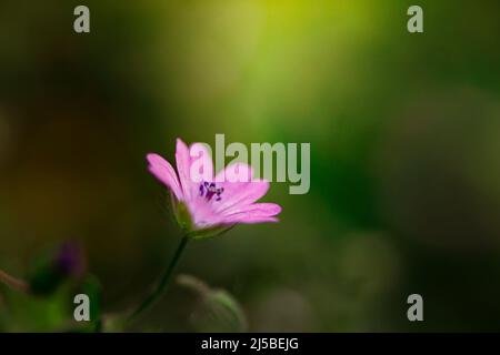 Die blühende Pflanze Geranium molle mit dunkelrosa Blüten aus nächster Nähe wächst an einem sonnigen Frühlingstag auf der Wiese. Stockfoto