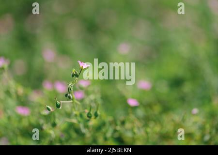 Die blühende Pflanze Geranium molle mit dunkelrosa Blüten aus nächster Nähe wächst an einem sonnigen Frühlingstag auf der Wiese. Stockfoto