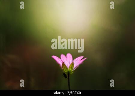 Die blühende Pflanze Geranium molle mit dunkelrosa Blüten aus nächster Nähe wächst an einem sonnigen Frühlingstag auf der Wiese. Stockfoto