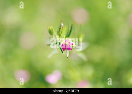 Die blühende Pflanze Geranium molle mit dunkelrosa Blüten aus nächster Nähe wächst an einem sonnigen Frühlingstag auf der Wiese. Stockfoto