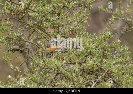 Ein männlicher Rottanz Phoenicurus phoenicurus, der in der Küstenregion North Norfolk, Großbritannien, thront Stockfoto