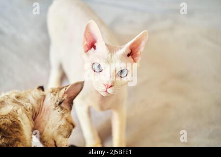Sphynx Devon Rex aus der Nähe. Porträt eines Haustiers. Stockfoto